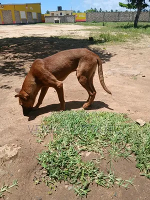 Mbwa Mchanganyiko wa Boerboel Kiume, Miezi 6-12