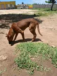 Male Boerboel Mix Puppy, 6-12 Months - 1
