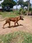 Male Boerboel Mix Puppy, 6-12 Months - 2