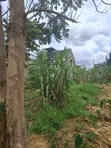 Kitalu Bora cha Makazi Ruiru Thika 40x80 Membly Park Estate - 4