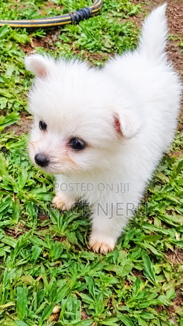 Purebred Japanese Spitz Puppies - 1-3 Months Old - 1