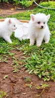 Vitufe Vya Mbwa Wa Japani Spitz Safi - Miezi 1-3 - 4