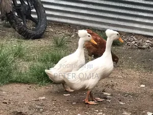 Jozi ya Bata wa Pekin Wenye Kilemba - Mwezi 1