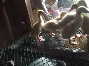 Crested Pekin Duck Pair - 1 Month Old