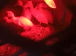 Crested Pekin Duck Pair - 1 Month Old - 3