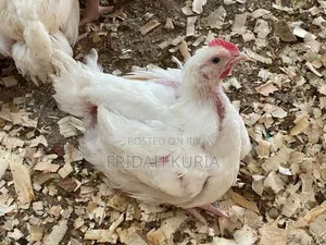 Kuku wa Kenge Farm