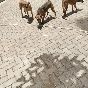 Male Mixed Breed Mutt Puppy - 3-6 Months