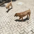 Mbwa Mchanganyiko wa Kiume - Miezi 3-6 - 2