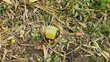 Nakuru 50/100 Plots in Mangu Mastoi - 3