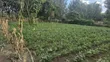 Nakuru 50/100 Plots in Mangu Mastoi - 4
