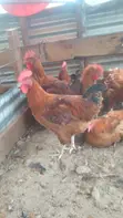 Kienyeji Improved Sasso F1 Roosters - 2