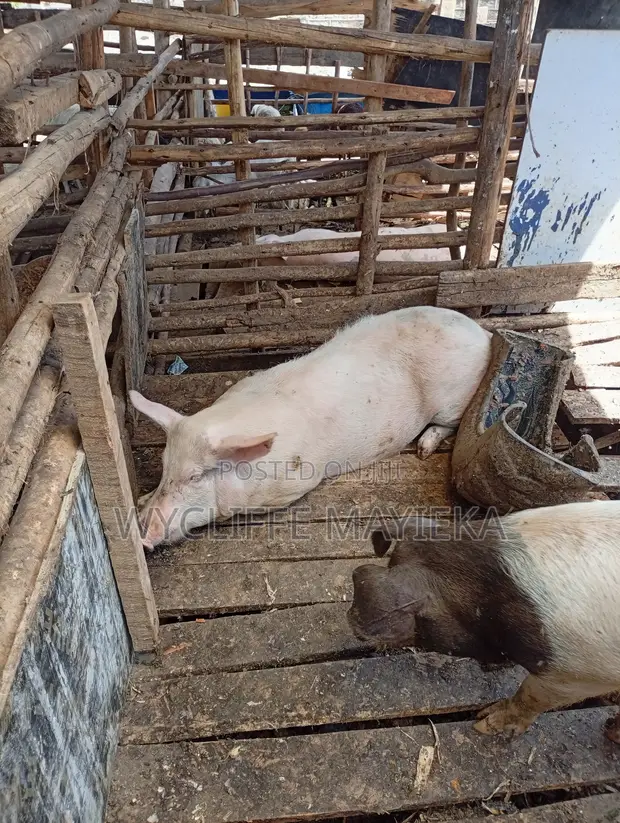 Large White Pigs for Sale - 1