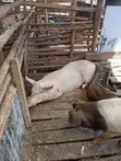 Large White Pigs for Sale - 1