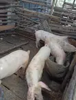 Large White Pigs for Sale - 2