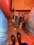 Female Purebred Belgian Malinois - 1+ Year Old - 1