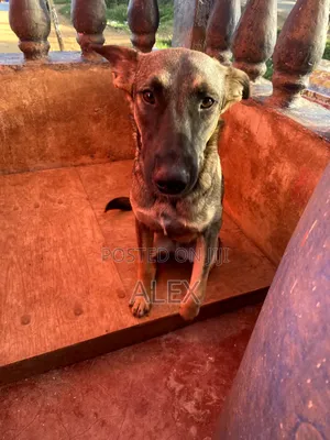 Female Purebred Belgian Malinois - 1+ Year Old