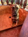 Female Purebred Belgian Malinois - 1+ Year Old - 2