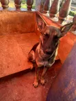 Female Purebred Belgian Malinois - 1+ Year Old - 3