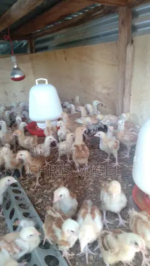 Improved Kienyeji Sasso F1 Chicks (3 Weeks)