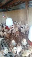 Improved Kienyeji Sasso F1 Chicks (3 Weeks) - 1