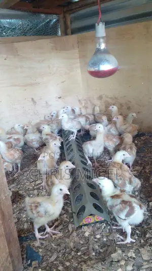 Improved Kienyeji Sasso F1 Chicks (3 Weeks)