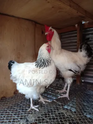 Light Sussex Chicken Breeding Pair