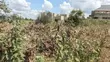 Kikuyu Ngamba Residential Plot for Sale - 1