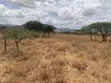 3 Acres Ewuaso Oo Nkidongi Area Land for Sale - 2