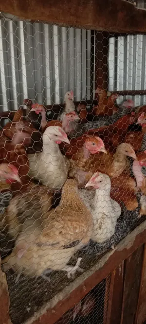 Kenbro F1 Chickens (1.5-2kg)
