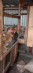 Kenbro F1 Chickens (1.5-2kg) - 2