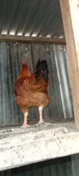 Kenbro F1 Chickens (1.5-2kg) - 3