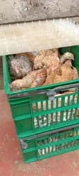 Kenbro F1 Chickens (1.5-2kg) - 4
