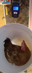 Kenbro F1 Chickens (1.5-2kg) - 5