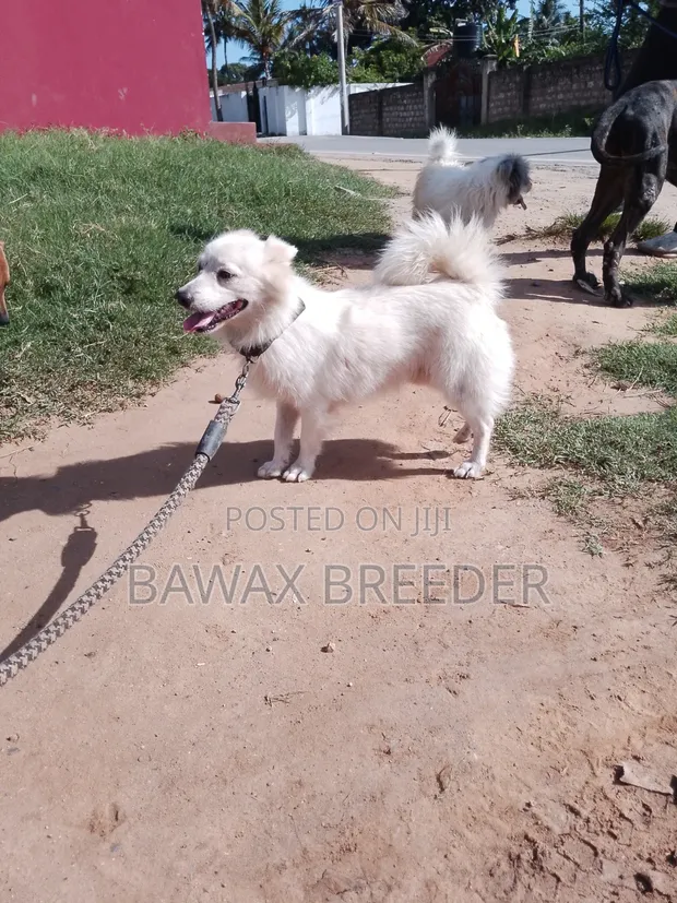 Mbwa wa Kijapani Spitz Safi - Dume Mwenye Umri wa Mwaka 1+ - 1