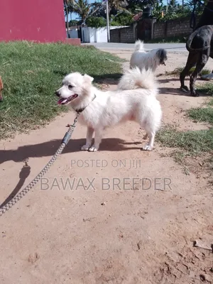 Mbwa wa Kijapani Spitz Safi - Dume Mwenye Umri wa Mwaka 1+