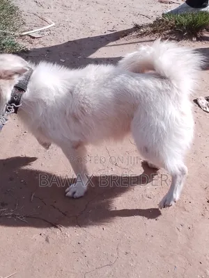 Mbwa wa Kijapani Spitz Safi - Dume Mwenye Umri wa Mwaka 1+