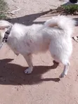 Mbwa wa Kijapani Spitz Safi - Dume Mwenye Umri wa Mwaka 1+ - 3