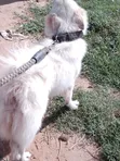 Mbwa wa Kijapani Spitz Safi - Dume Mwenye Umri wa Mwaka 1+ - 5