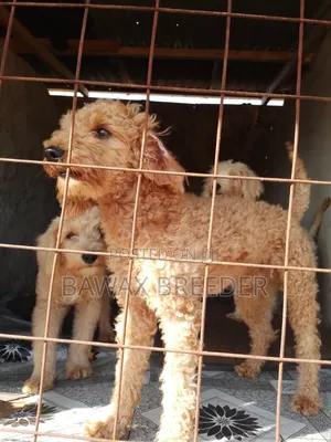 3-6 Month Male Purebred Poodle Puppy