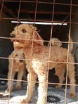 3-6 Month Male Purebred Poodle Puppy - 1