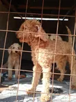 3-6 Month Male Purebred Poodle Puppy - 2