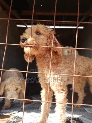 Pooch wa Kiume wa Mwezi 3-6 wa Kisukari Safi