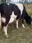 Dairy Farmhand Needed - Sinedet, Olenguruone - 1