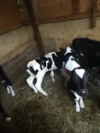 Dairy Farmhand Needed - Sinedet, Olenguruone - 2