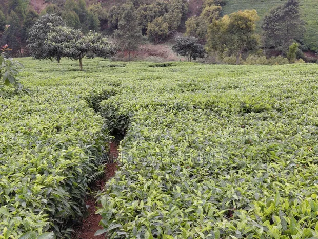 Kiwanja cha Kuuzwa Mangu - 1