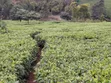 Kiwanja cha Kuuzwa Mangu - 1