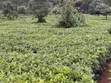 Kiwanja cha Kuuzwa Mangu - 2