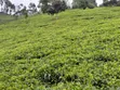 Kiwanja cha Kuuzwa Mangu - 3
