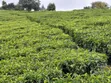 Kiwanja cha Kuuzwa Mangu - 4