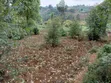Kiwanja cha Kuuzwa Mangu - 5